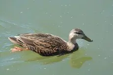 Mottled duck