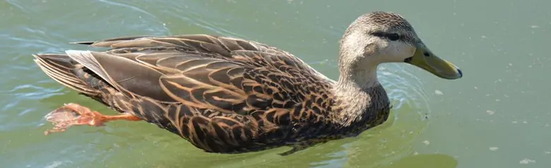 Mottled duck