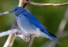 Mountain bluebird