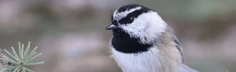 Mountain chickadee