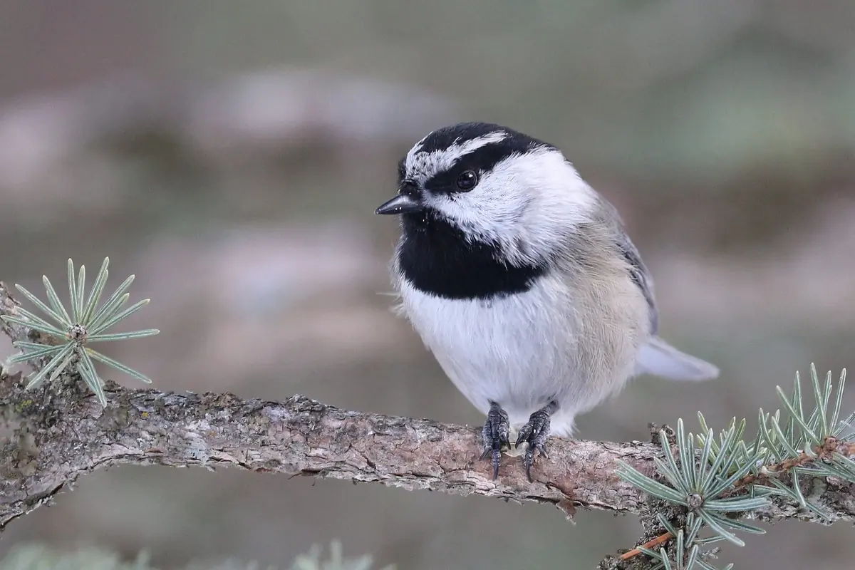 Mountain chickadee