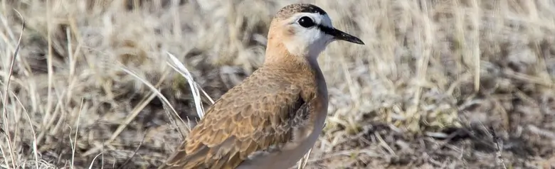 Mountain plover