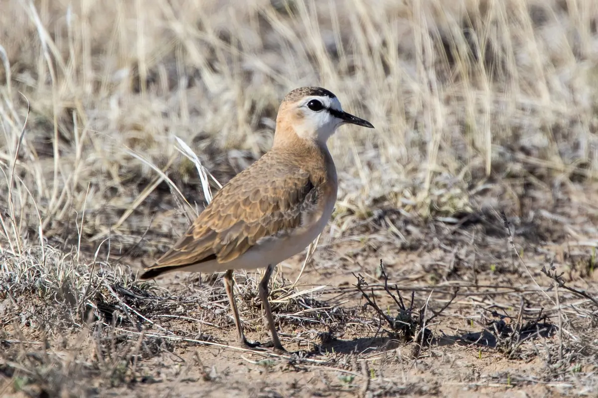 Mountain plover