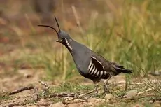 Mountain quail