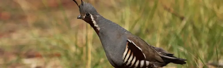 Mountain quail