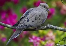 Mourning dove