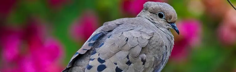 Mourning dove