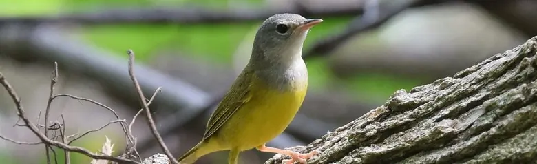 Mourning warbler