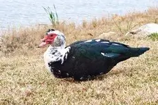 Muscovy duck