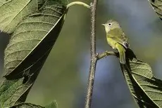 Nashville warbler