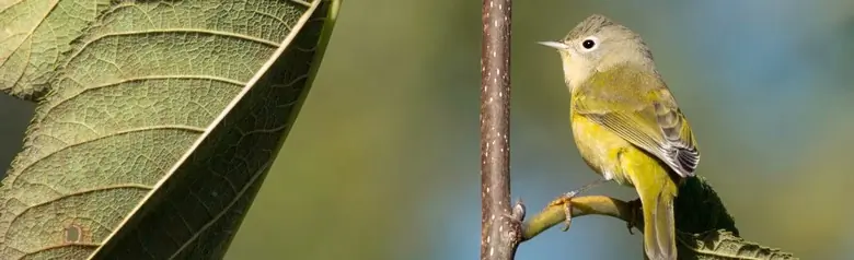 Nashville warbler