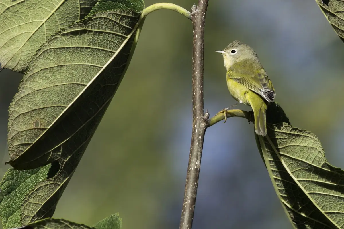 Nashville warbler