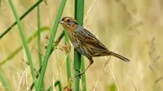Nelson's sparrow