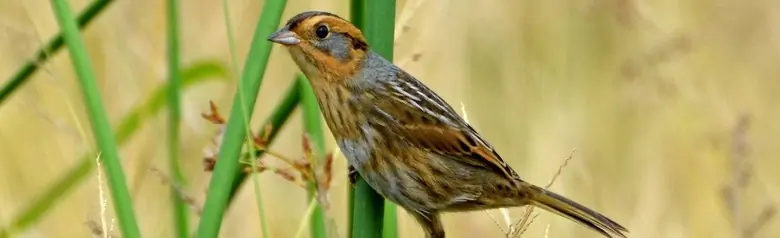 Nelson's sparrow