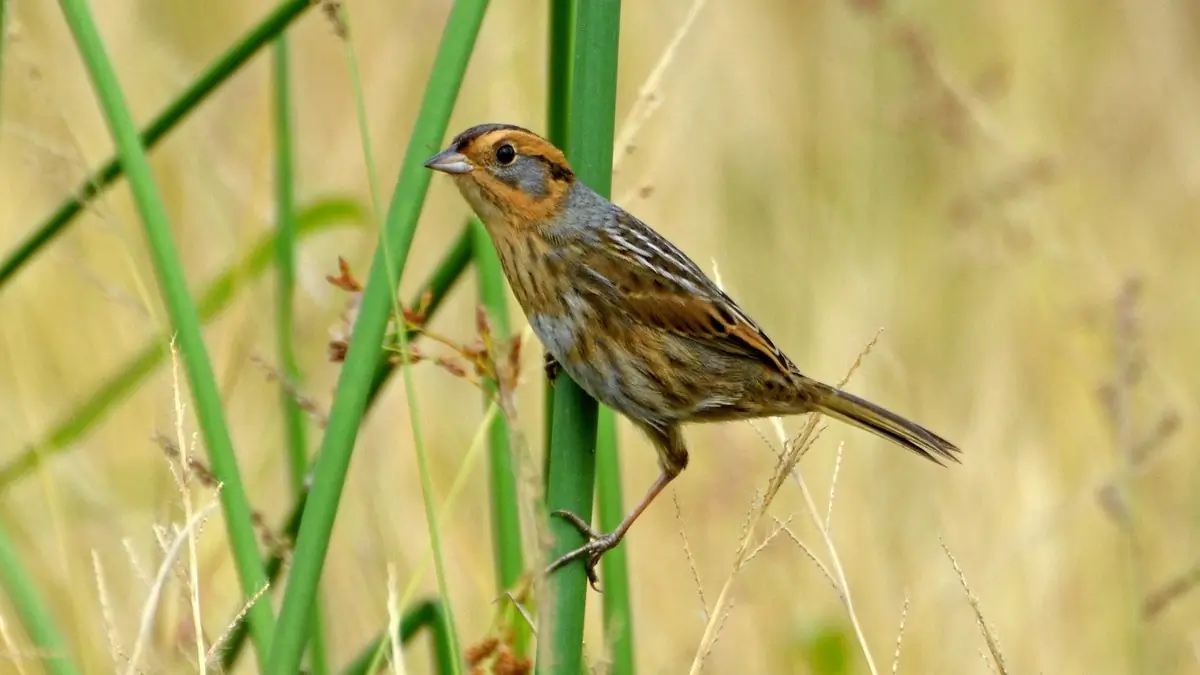 Nelson's sparrow