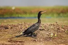 Neotropic cormorant