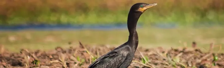 Neotropic cormorant