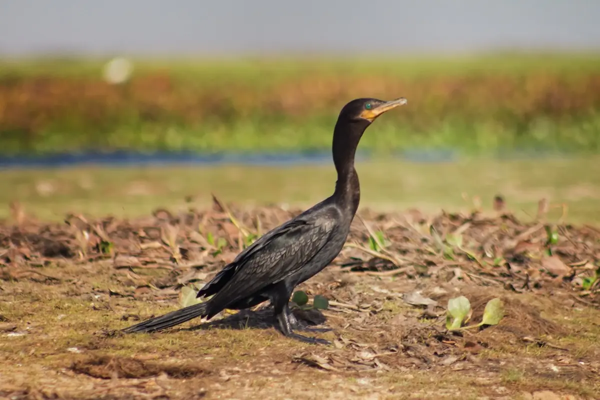Neotropic cormorant