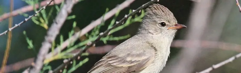 Northern beardless tyrannulet