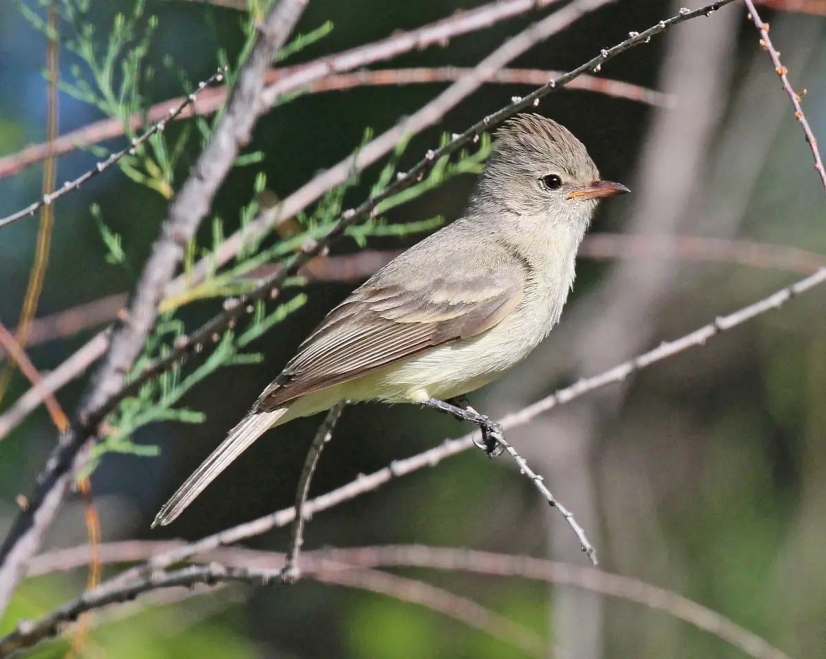 Northern beardless tyrannulet