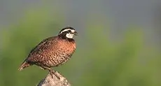 Northern bobwhite