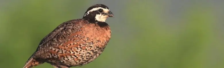 Northern bobwhite