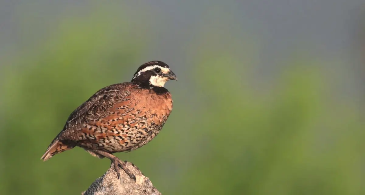 Northern bobwhite