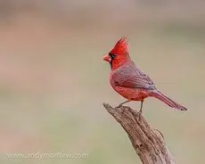 Northern cardinal