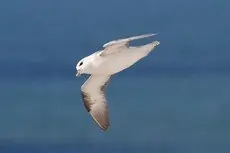 Northern fulmar
