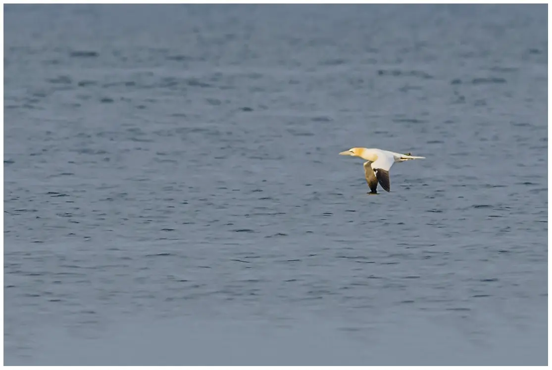 Northern gannet