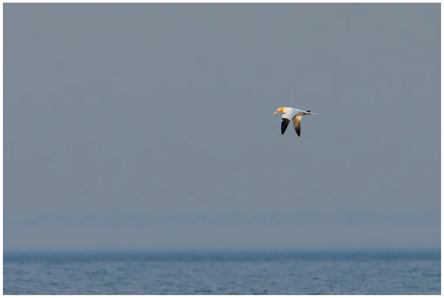 Northern gannet