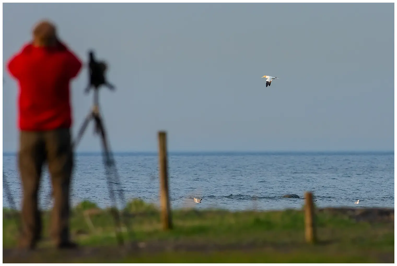 Northern gannet