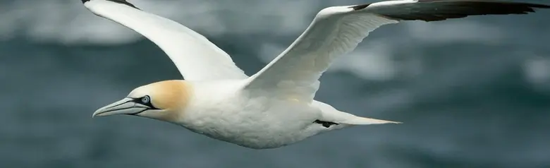 Northern gannet