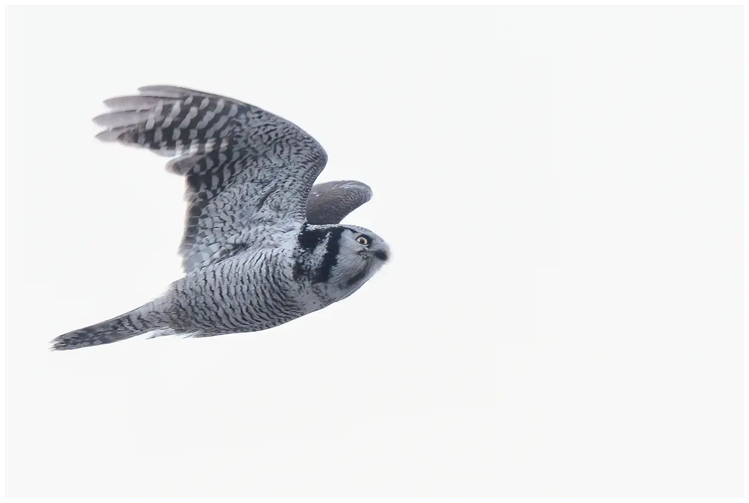 Northern hawk-owl