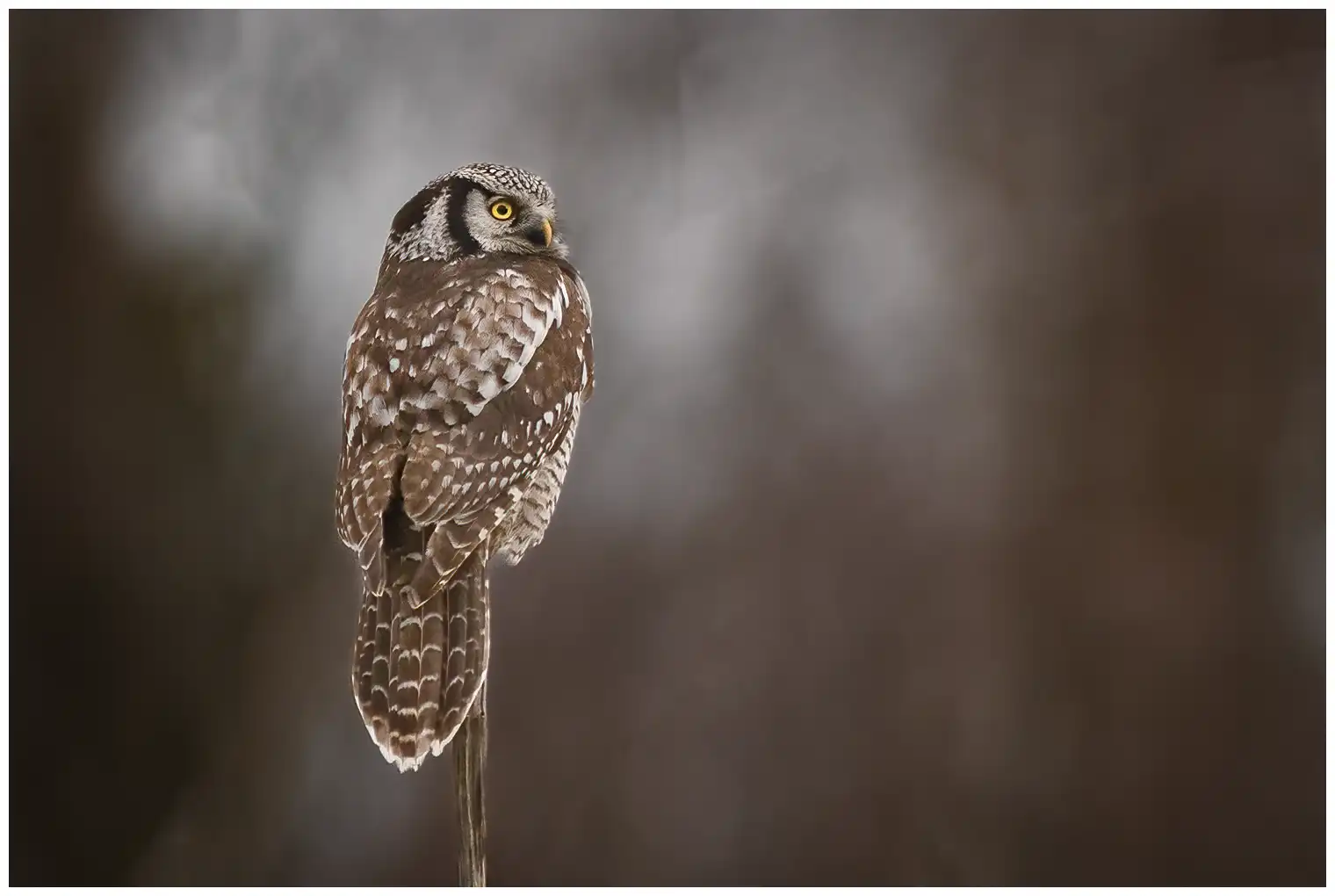 Northern hawk-owl