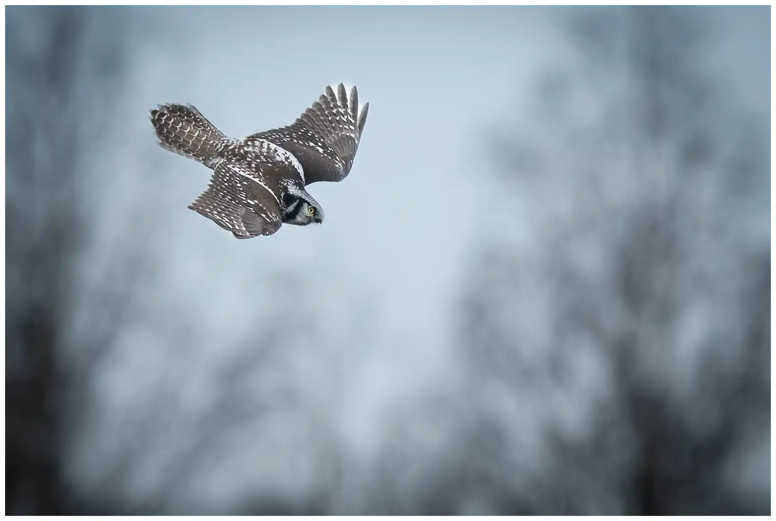 Northern hawk-owl