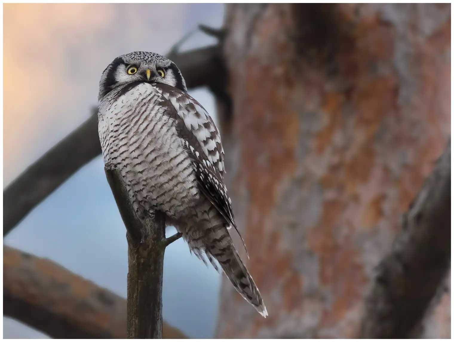 Northern hawk-owl