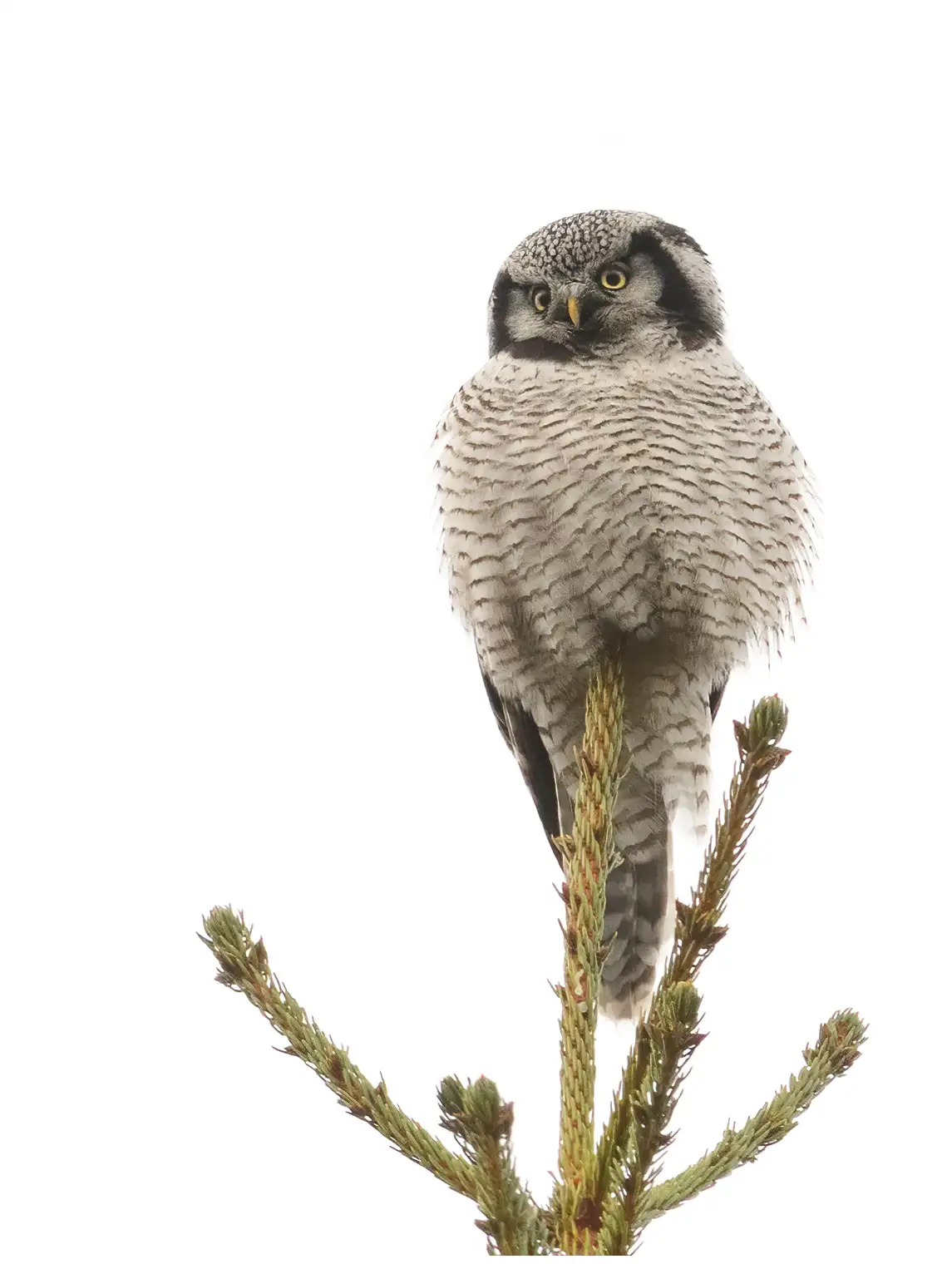 Northern hawk-owl