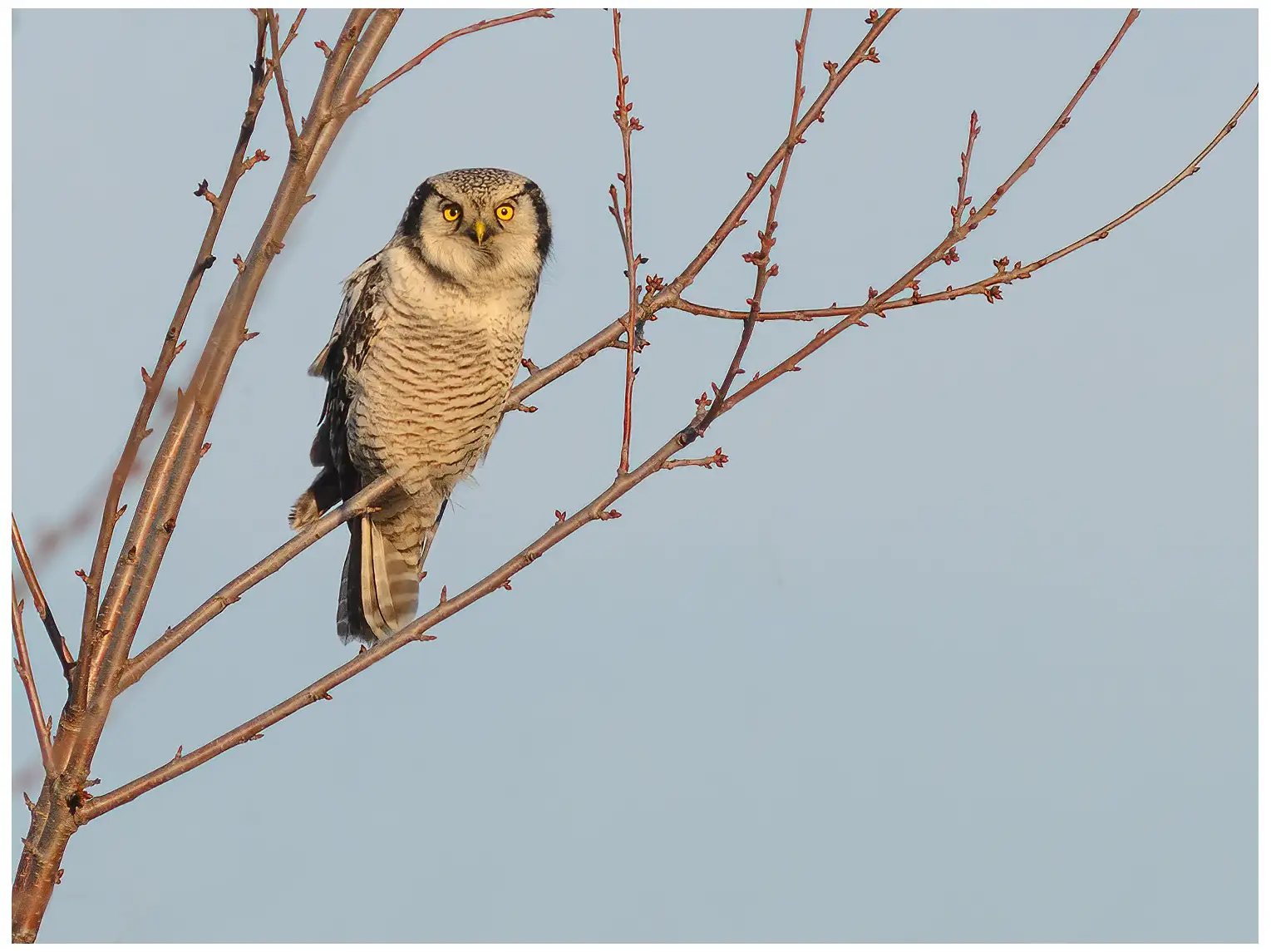 Northern hawk-owl