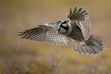 Northern hawk-owl