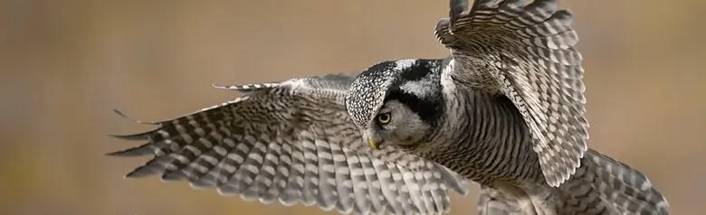 Northern hawk-owl