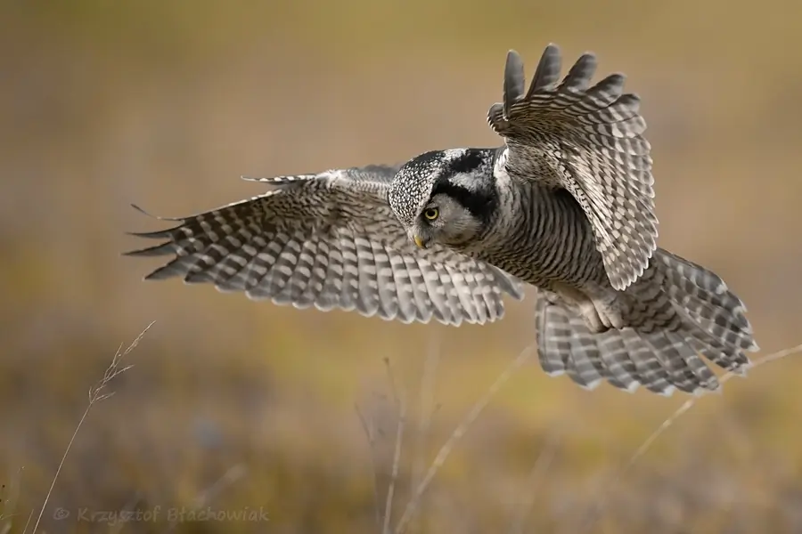 Northern hawk-owl