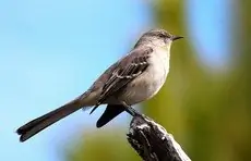 Northern mockingbird