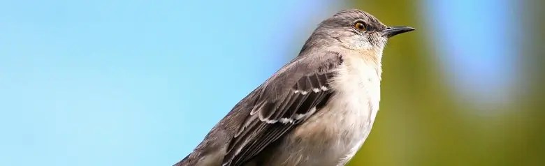 Northern mockingbird