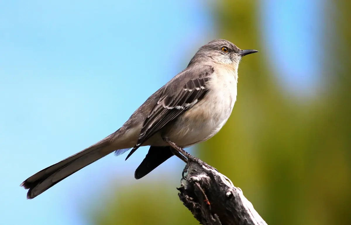 Northern mockingbird