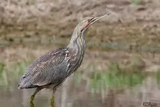 American Bittern
