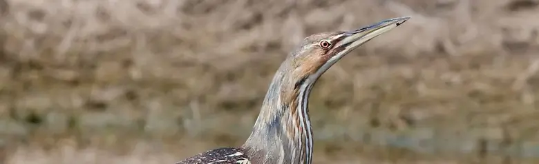 American Bittern