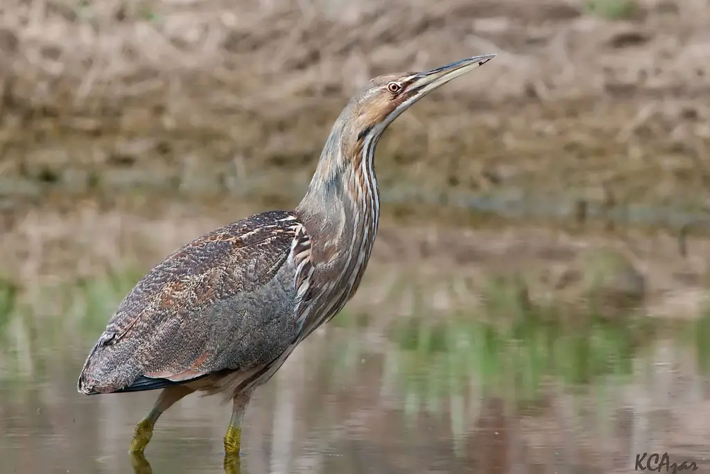 American Bittern