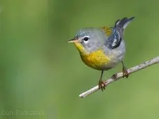 Northern parula