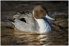 Northern pintail